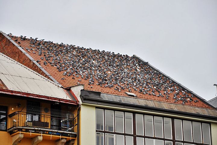 A2B Pest Control are able to install spikes to deter birds from roofs in Faversham. 