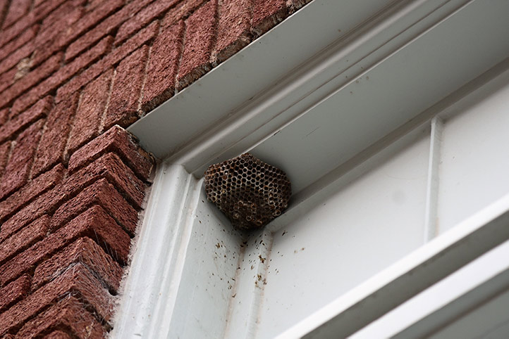 We provide a wasp nest removal service for domestic and commercial properties in Faversham.